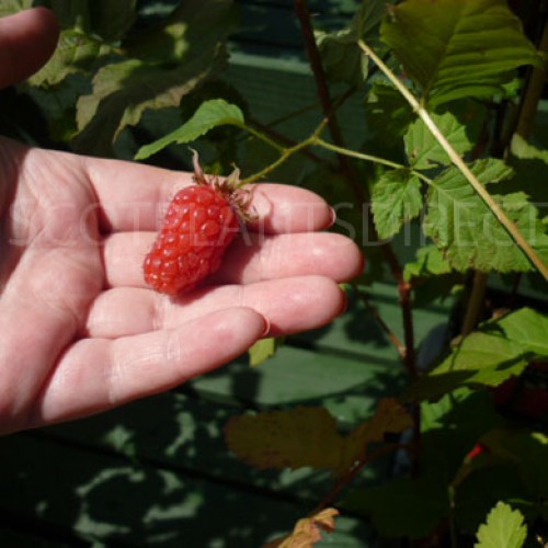 Pot Grown Thornless Boysenberry Self Fertile Sweet Plant | ScotPlants Direct